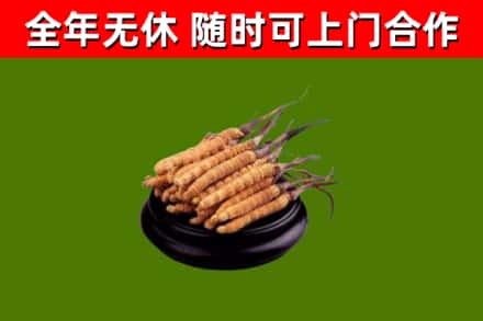 陕西省回收散虫草
