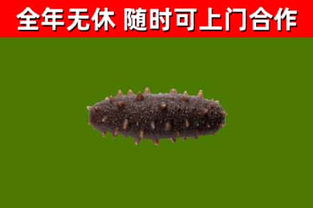 陕西省回收海参干